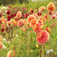 Jowey Hubert Dahlia Tuber