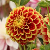 Jowey Hubert Dahlia Tuber