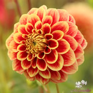 Jowey Hubert Dahlia Tuber