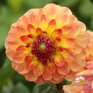 Jowey Julie Dahlia Tuber