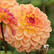 Jowey Julie Dahlia Tuber