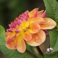 Jowey Julie Dahlia Tuber