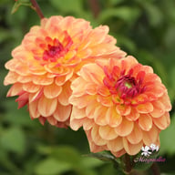 Jowey Julie Dahlia Tuber