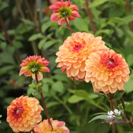 Jowey Julie Dahlia Tuber