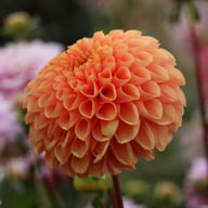 Jowey Linda Dahlia Knöl