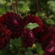Jowey Midnight Dahlia Tuber