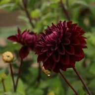 Jowey Midnight Dahlia Tuber