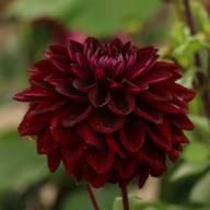 Jowey Midnight Dahlia Tuber