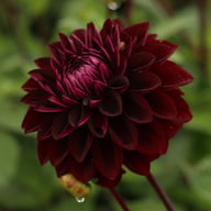 Jowey Midnight Dahlia Tuber