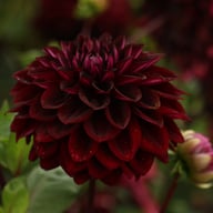 Jowey Midnight Dahlia Tuber