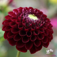 Jowey Mirella Dahlia Tuber