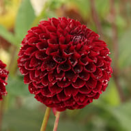 Jowey Mirella Dahlia Tuber