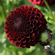 Jowey Mirella Dahlia Tuber