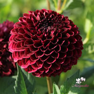 Jowey Mirella Dahlia Tuber