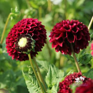 Jowey Mirella Dahlia Tuber