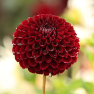 Jowey Mirella Dahlia Tuber