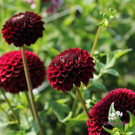 Jowey Mirella Dahlia Tuber
