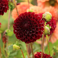 Jowey Mirella Dahlia Tuber