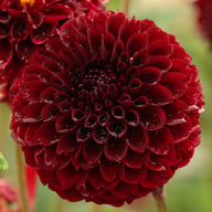 Jowey Mirella Dahlia Tuber