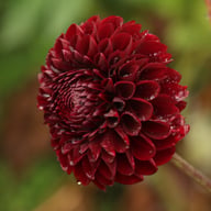 Jowey Mirella Dahlia Tuber