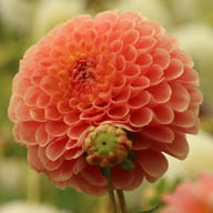 Jowey Nicky Dahlia Tuber