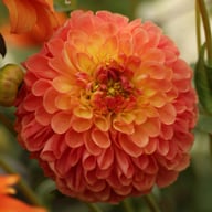Jowey Nicky Dahlia Tuber