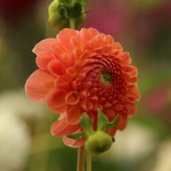 Jowey Nicky Dahlia Tuber