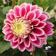 Jowey Paradise Dahlia Tuber