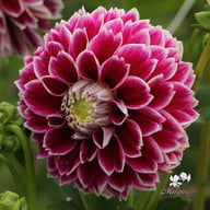 Jowey Paradise Dahlia Tuber
