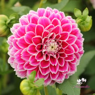 Jowey Paradise Dahlia Tuber