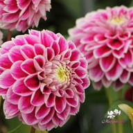 Jowey Paradise Dahlia Tuber