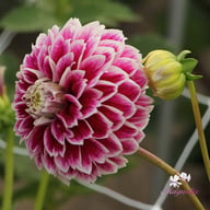 Jowey Paradise Dahlia Tuber