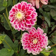 Jowey Paradise Dahlia Tuber
