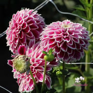 Jowey Paradise Dahlia Tuber