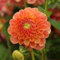 Jowey Paula Dahlia Tuber