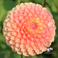 Jowey Paula Dahlia Tuber