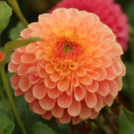Jowey Paula Dahlia Tuber