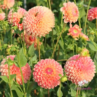 Jowey Paula Dahlia Tuber