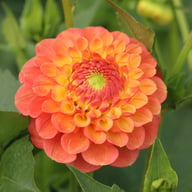 Jowey Paula Dahlia Tuber