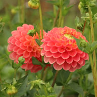 Jowey Paula Dahlia Tuber