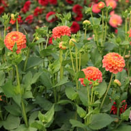 Jowey Paula Dahlia Tuber