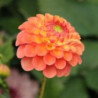 Jowey Paula Dahlia Tuber
