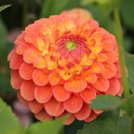 Jowey Paula Dahlia Tuber