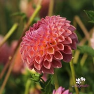 Jowey Winnie Dahlia Knöl