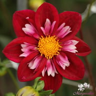 Joyful Investment Dahlia Tuber