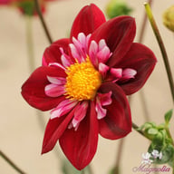 Joyful Investment Dahlia Tuber