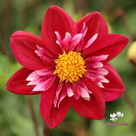 Joyful Investment Dahlia Tuber