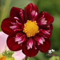 Joyful Investment Dahlia Tuber
