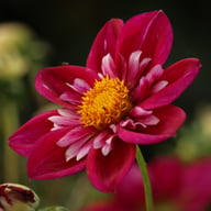 Joyful Investment Dahlia Knöl