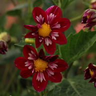 Joyful Investment Dahlia Knöl